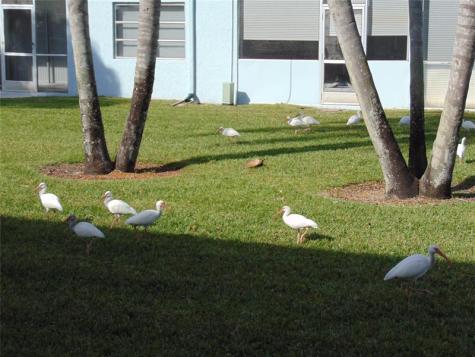 9788 Marina Boulevard Boca Raton FL 33428
