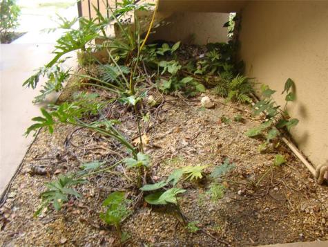 2636 Carambola Circle Coconut Creek FL 33066