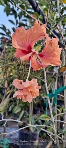 3321 SE 38th Avenue Okeechobee FL 34974