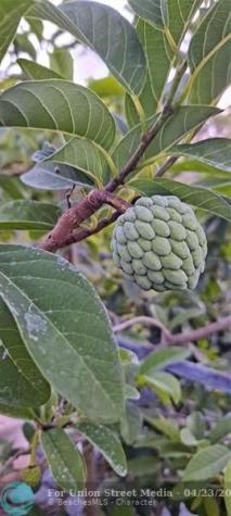 3321 SE 38th Avenue Okeechobee FL 34974