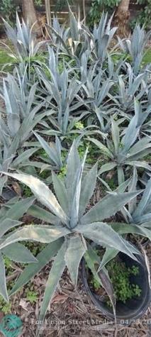 3321 SE 38th Avenue Okeechobee FL 34974