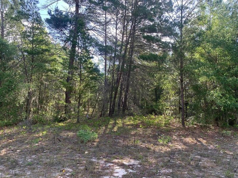 Evans Avenue Interlachen FL 32148