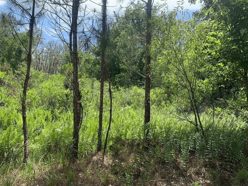 County Road 54 E Kathleen FL 33849