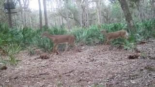 641 Sheppard Road Venus FL 33960