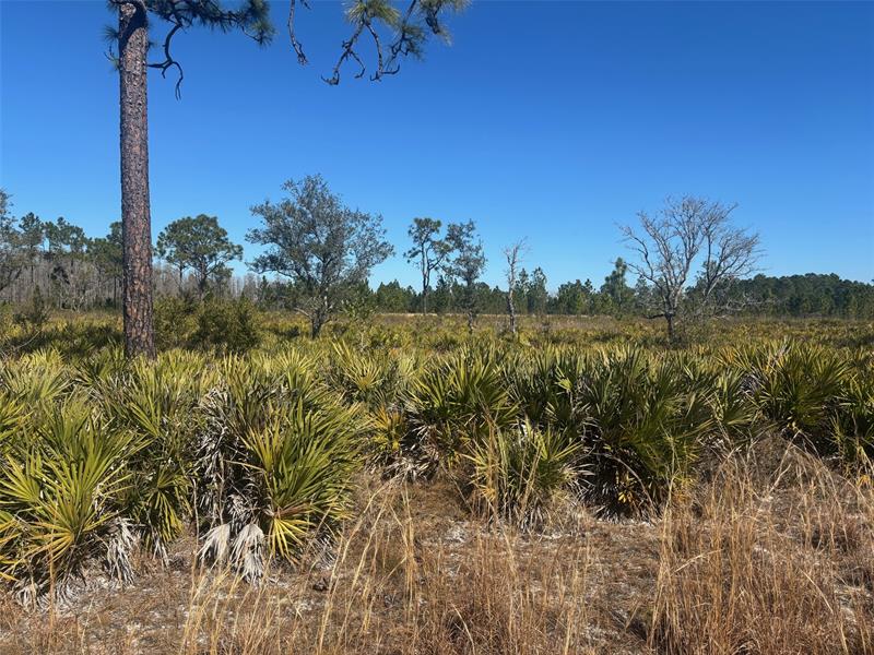 Xeriscape Nursery Road Frostproof FL 33843