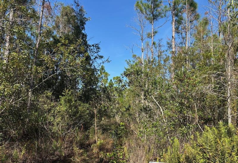 Holopaw Groves Road St. Cloud FL 34772