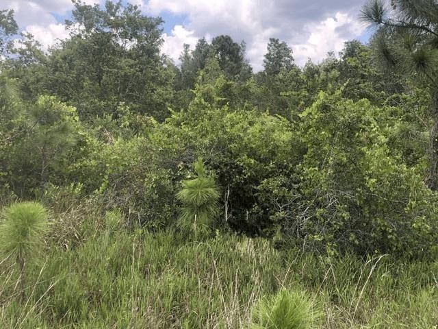 Xeriscape Nursery Road Frostproof FL 33843