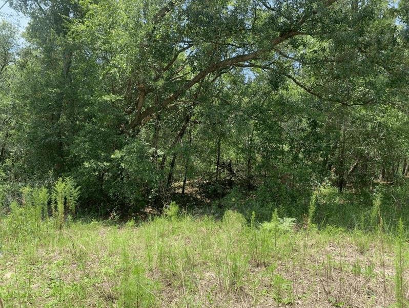 Oklahoma Avenue Satsuma FL 32189