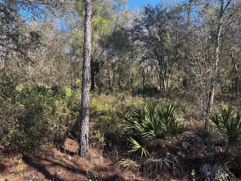 County Road 54 E Kathleen FL 33849
