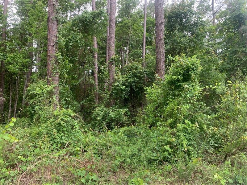 121 Coot Drive Satsuma FL 32148