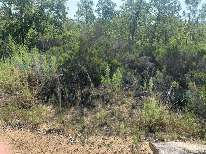 214 Marion Trail Interlachen FL 32148