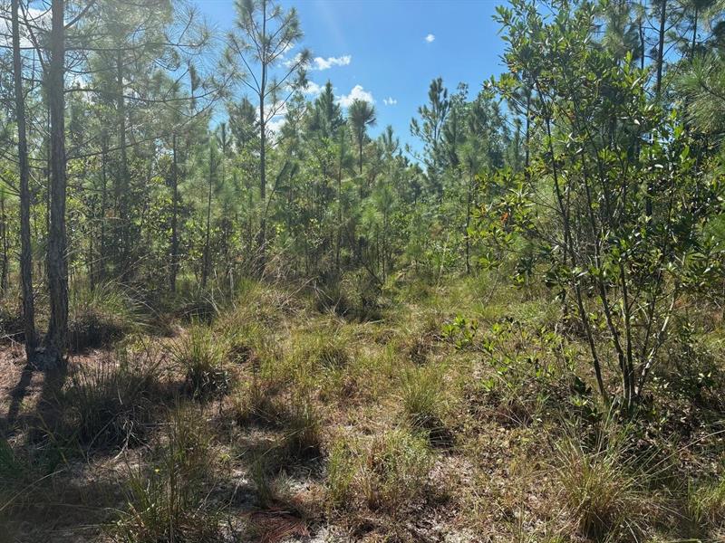 Holopaw Groves Road St. Cloud FL 34772