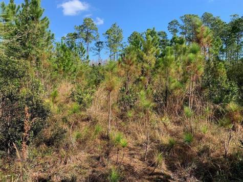 Holopaw Groves Road St. Cloud FL 34772