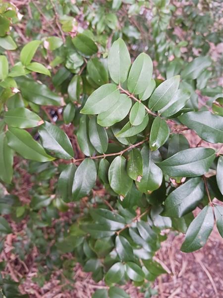 0000 Windinghill Road Ocala FL 34471