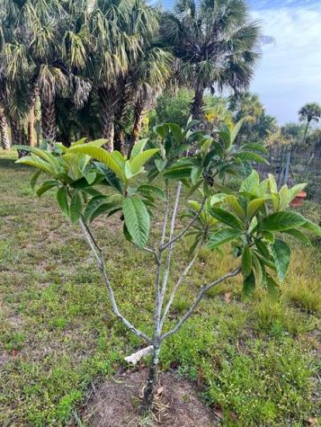 15148 NW 288th Street Okeechobee FL 34972
