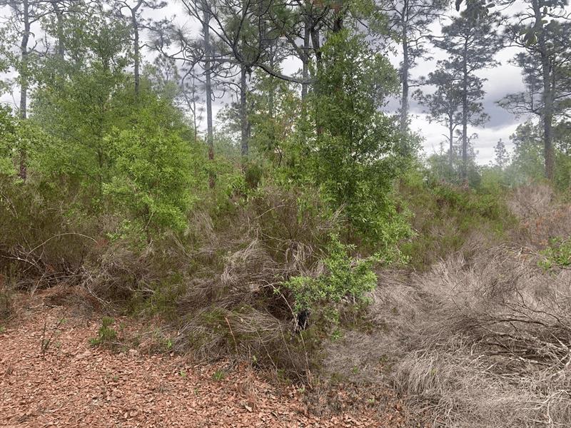 Somerset Avenue Interlachen FL 32148