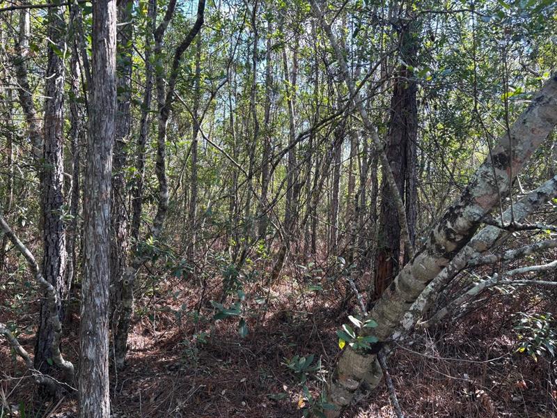 Holopaw Groves Road St. Cloud FL 34772