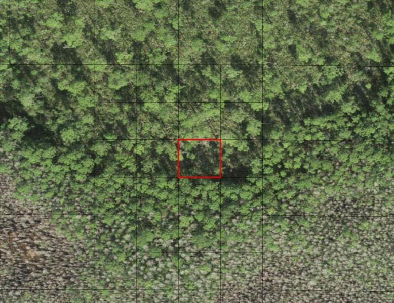 Holopaw Groves Road St. Cloud FL 34772