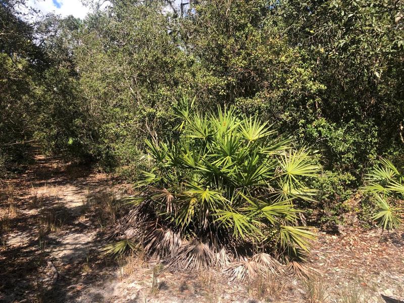 Oregon Street Interlachen FL 32148