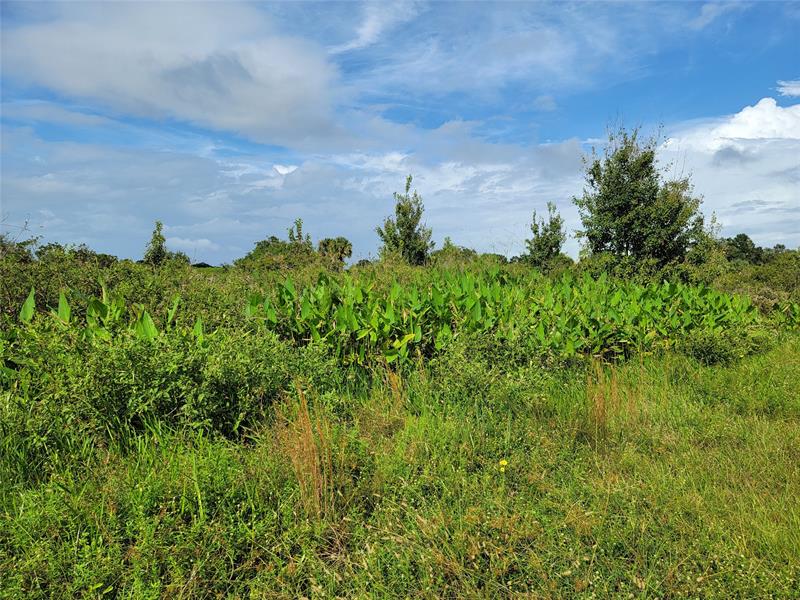 17275 NW 260th Street Okeechobee FL 34972