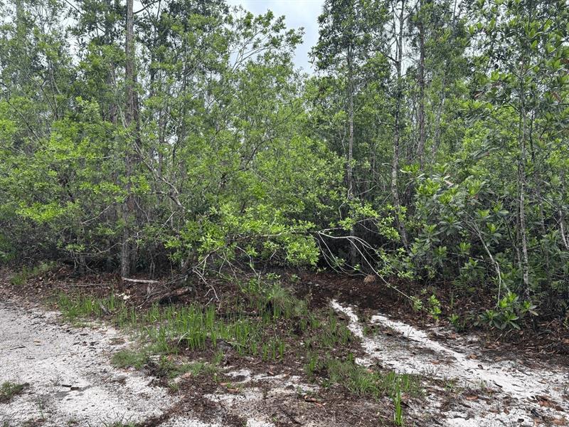 Holopaw Groves Road St. Cloud FL 34772