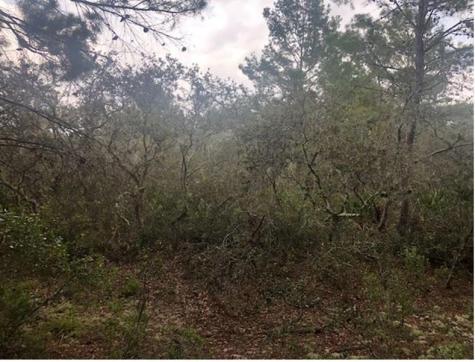 Alturas Babson Park Cutoff Road Lake Wales FL 33859