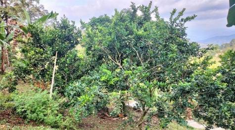 Colombia El Jazmin Other County - Not In USA FL
