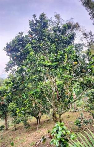 Colombia El Jazmin Other County - Not In USA FL