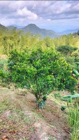Colombia El Jazmin Other County - Not In USA FL