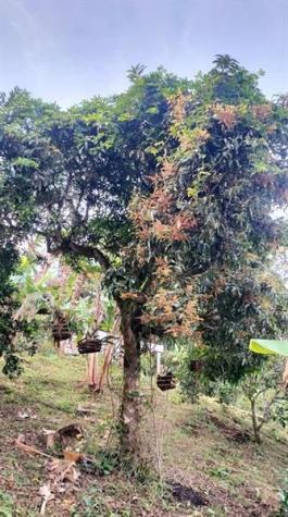 Colombia El Jazmin Other County - Not In USA FL