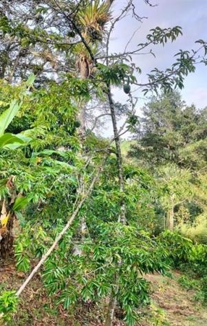 Colombia El Jazmin Other County - Not In USA FL