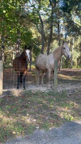 3050 E Possum Court Inverness FL 34452