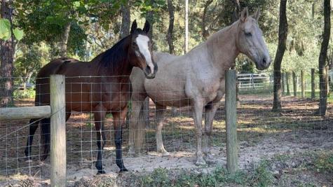 3050 E Possum Court Inverness FL 34452