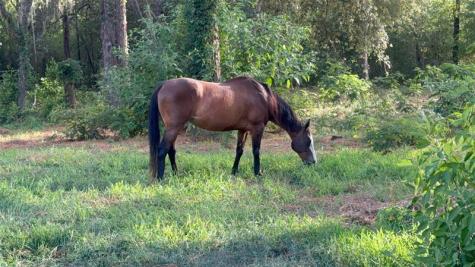 3050 E Possum Court Inverness FL 34452