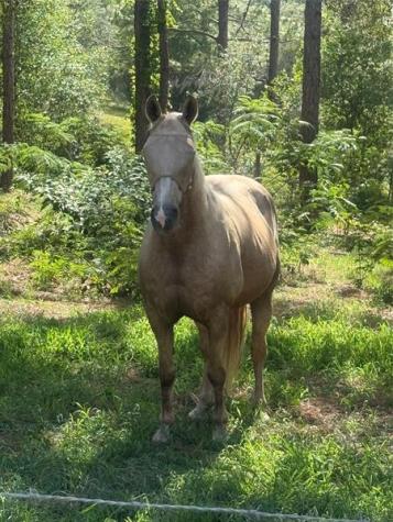 3050 E Possum Court Inverness FL 34452