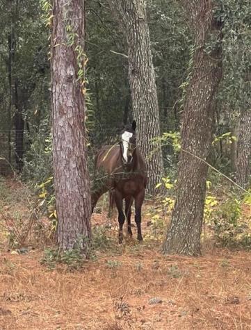 3050 E Possum Court Inverness FL 34452