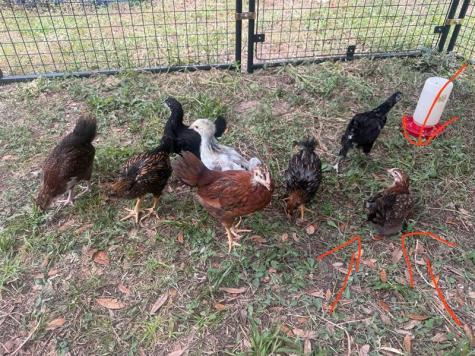 3050 E Possum Court Inverness FL 34452