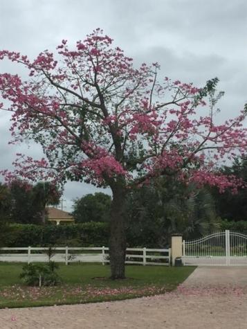 650 E Rambling Drive Wellington FL 33414
