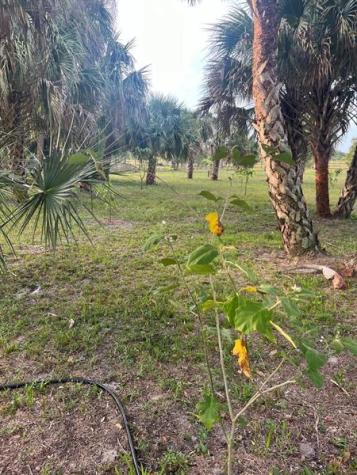 15148 NW 288th Street Okeechobee FL 34972
