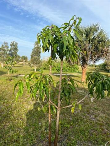 15148 NW 288th Street Okeechobee FL 34972