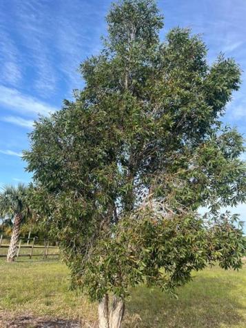 15148 NW 288th Street Okeechobee FL 34972