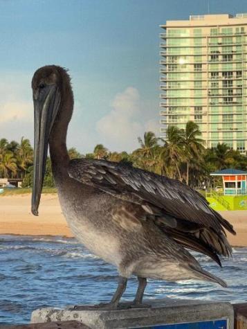 133 N Pompano Beach Boulevard Pompano Beach FL 33062