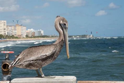101 Briny Avenue Pompano Beach FL 33062