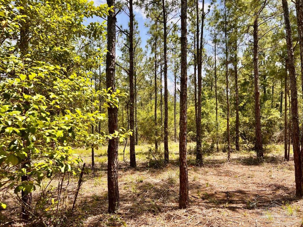 Lot 98 Turning Leaf Road Jay FL 32565