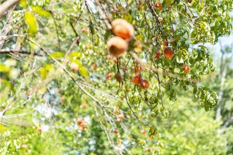 9975 Ball Ground Highway Ball Ground GA 30107