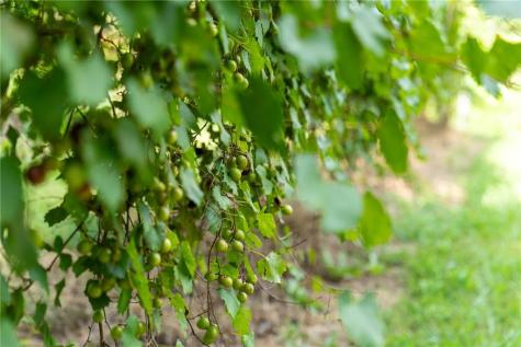 9975 Ball Ground Highway Ball Ground GA 30107