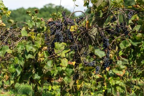 9975 Ball Ground Highway Ball Ground GA 30107