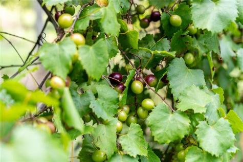 9975 Ball Ground Highway Ball Ground GA 30107