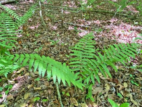 10.5AC Jack Walker Road Dahlonega GA 30533