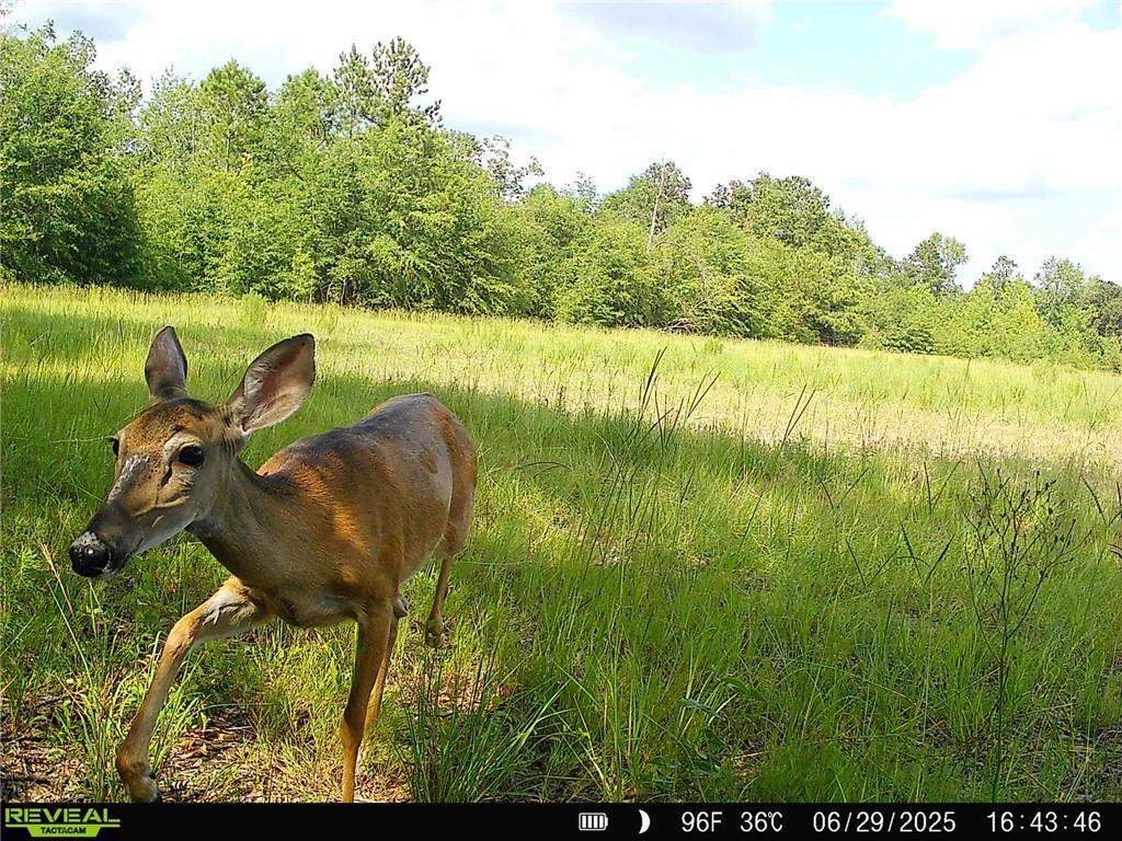 1110 Ga-88 Blythe GA 30805